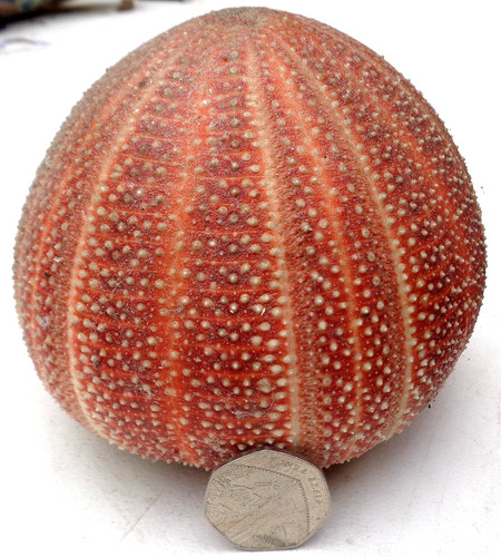 Extra large sea urchin shell - extra,