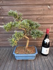 Bonsai Tree Buddhist Pine