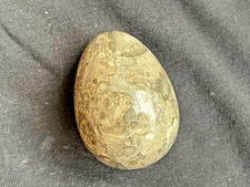 Natural fossil coral polished - natural,
