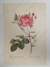 Redoute Rose Botanical Print