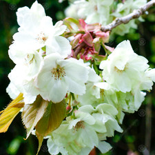 Prunus Ukon | Japanese