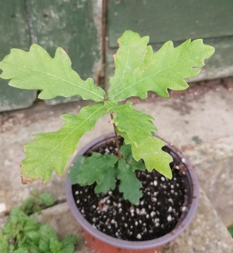 English oak tree seedlings - 1,