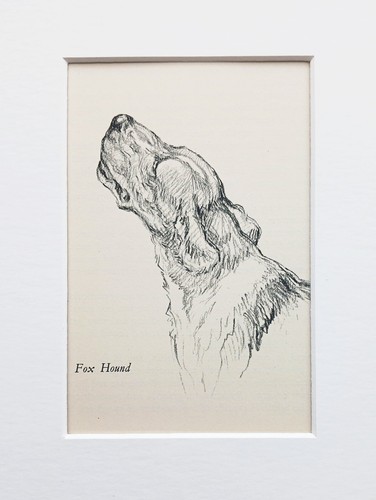 Fox hound dog vintage sketch