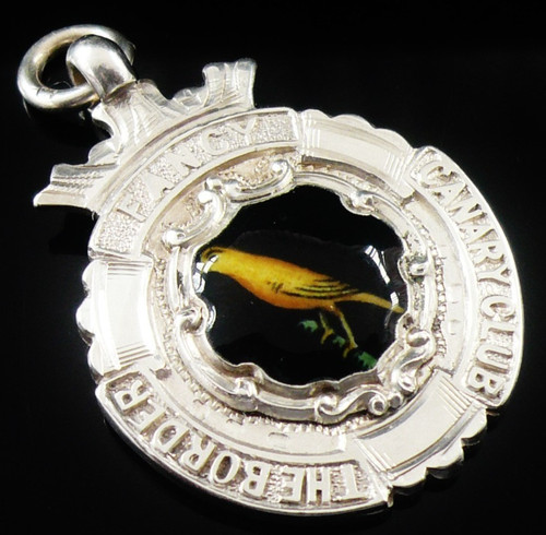 Border fancy canary - border,