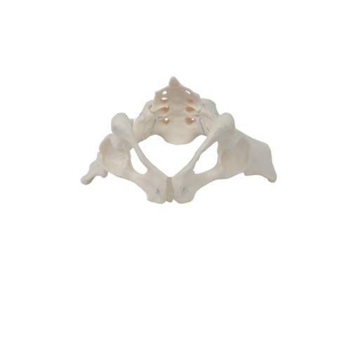 Female pelvis model with - female,