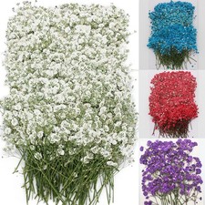 100PCS Dried Pressed Babys