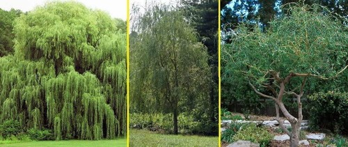 Willow trees ready to - willow,