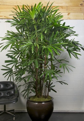 Large lady palm rhapis - large,