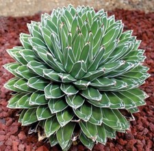 Agave victoria regina queen - victoria,