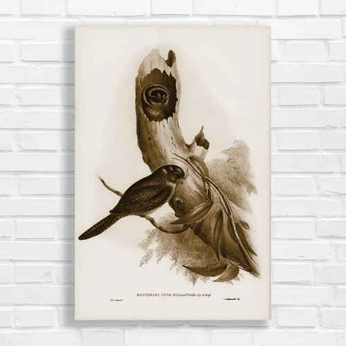 Vintage owl bird nature - bird,