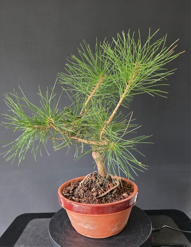 28cm japanese black - 28cm,