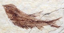 KNIGHTIA FOSSIL FISH Plate Sea