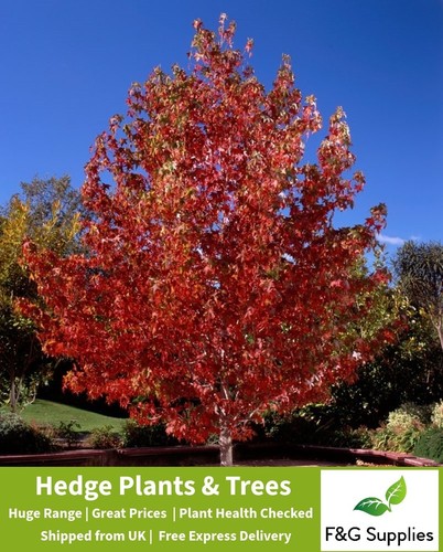 Liquidamber styraciflua bare - liquidamber,