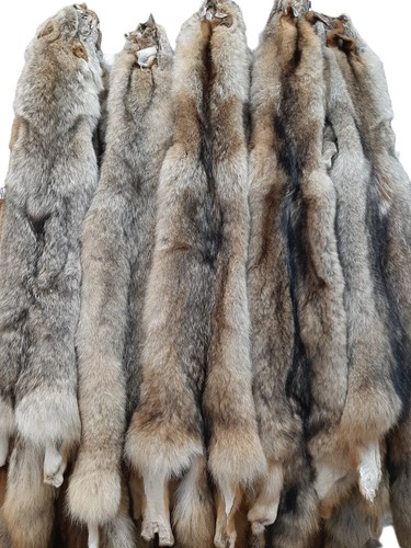 Eastern coyote pelt - pelt, (lg-1x)