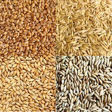 ORGANIC OAT, BARLEY, RYE, WHEATGRASS GRAIN SEEDS -JUICING SPROUTING CAT GRASS 