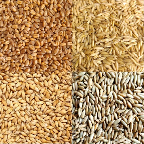 Organic oat barley rye - oat,,