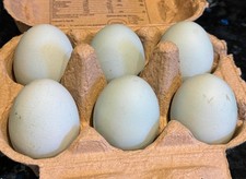 Chicken cheshire incubator - 6,