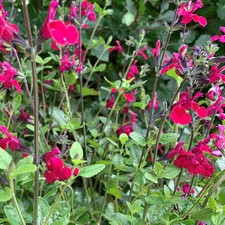 Salvia Cherry Lips
