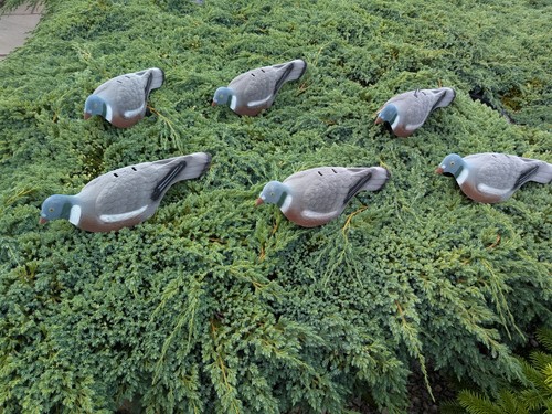 Off flocked pigeon decoys - flocked,