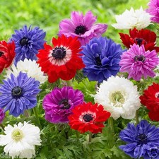 20 x ANEMONE CORONARIA ST