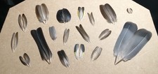 Selection of matching feather