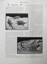 Old Antique Print 1902 Australian Bearded Lizards Mountain Devils Kingi 20th