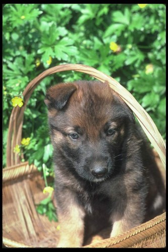 Warning 024 german shepherd - warning,