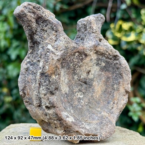Rare ichthyosaur vertebra bone