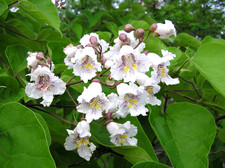 Southern Catalpa tree seeds -
