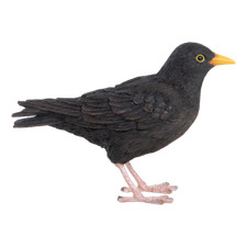 Blackbird Garden Bird Ornament Sculpture Realistic Lifelike Wildlife Frost Proof