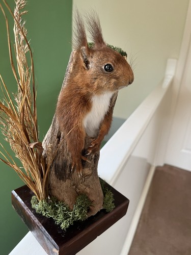 Taxidermy squirrel - squirrel, (￼