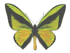 Ornithoptera goliath atlas