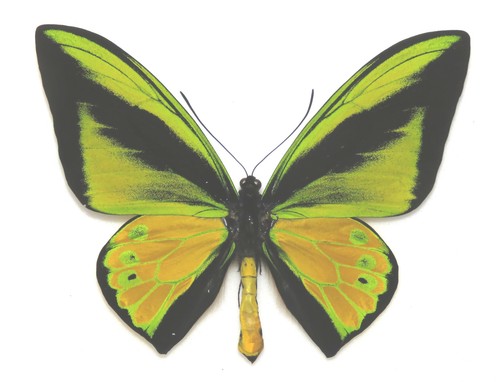 Ornithoptera goliath atlas