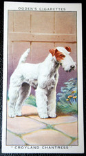 WIRE HAIRED FOX TERRIER  Breed