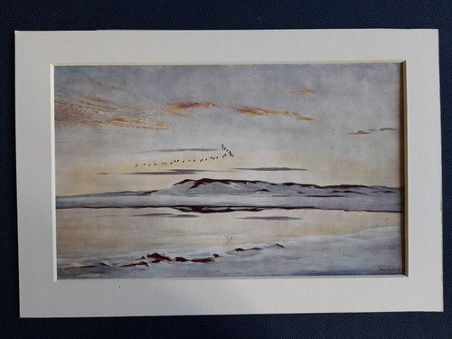 Vintage peter scott - vintage,