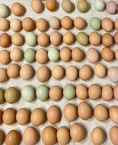 Chicken hatching eggs - hatching, eggs,