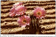 Postcard - Easter Lily Cactus