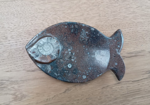 Fossil ammonite fish shaped - fossil,