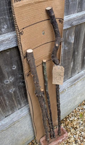 Blackthorn walking sticks - blackthorn,