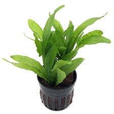 Microsorum pteropus Java Fern Live Aquarium Plants Tropical Aquascaping K2AQUA