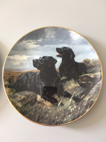 Labrador retriever royal - labrador,