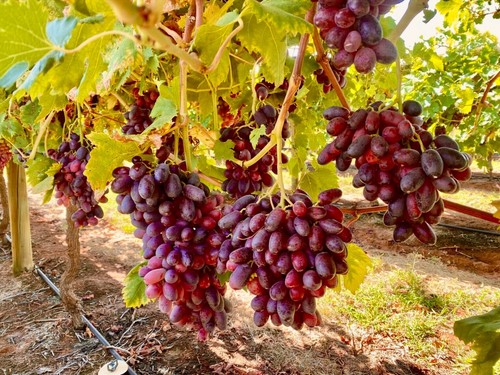 Itumseven crunchypop grape - itumseven,