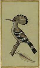 Mughal indian bird study - bird,
