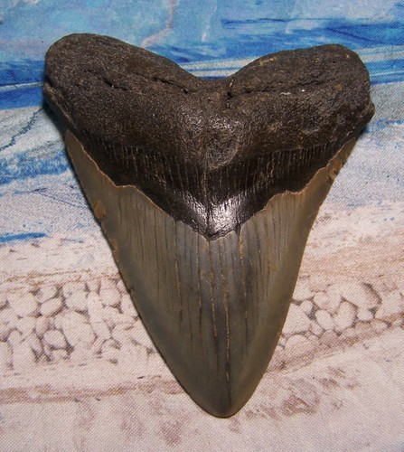 Megalodon shark tooth - megalodon,