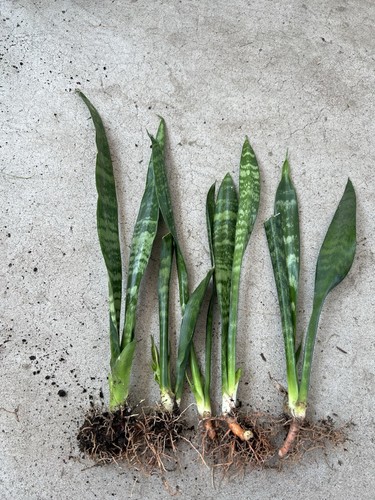 5pcs snake plant - 5pcs,
