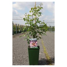 Rose (Rambling) Phyllis Bide 4