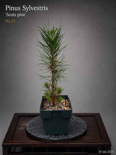 Scots pine bonsai - pine, starter