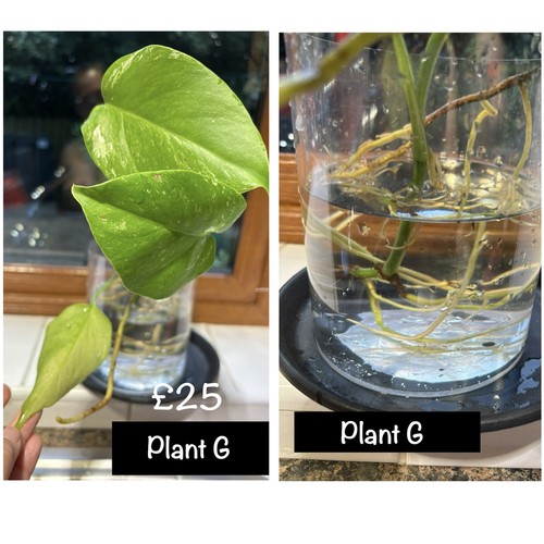 Monstera albo variegated - albo,