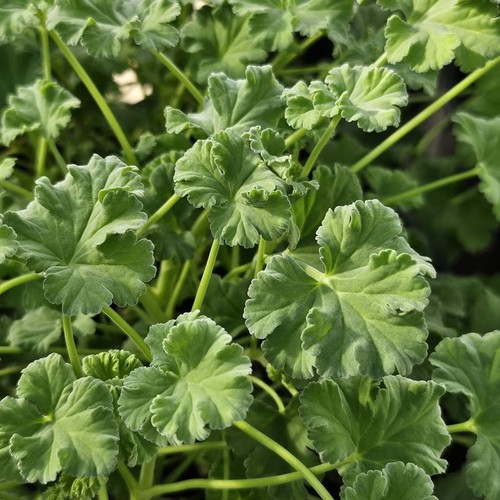 Fragrans geranium - 1,