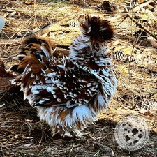 Silkie Hatching Eggs Mille